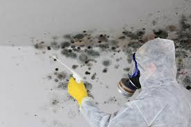 Best Mold Damage Restoration  in Brilliant, OH